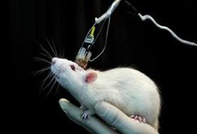 ¿Es posible prescindir de la experimentación con animales?