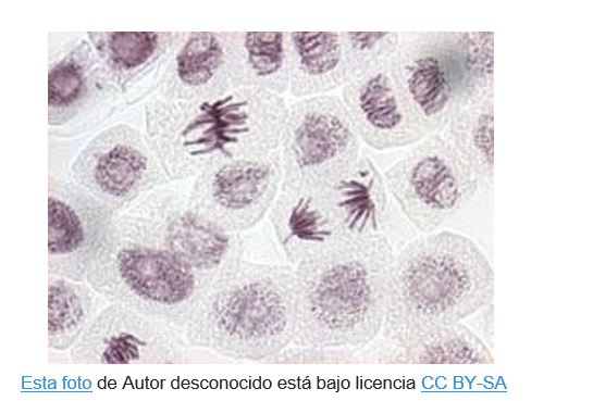 Actividad práctica complementaria.  Observación de mitosis en Allium cepa.  (Índice mitótico).