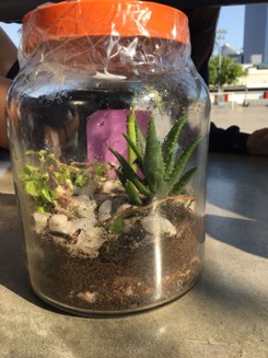 Actividad práctica 16. Creación de un mesocosmos