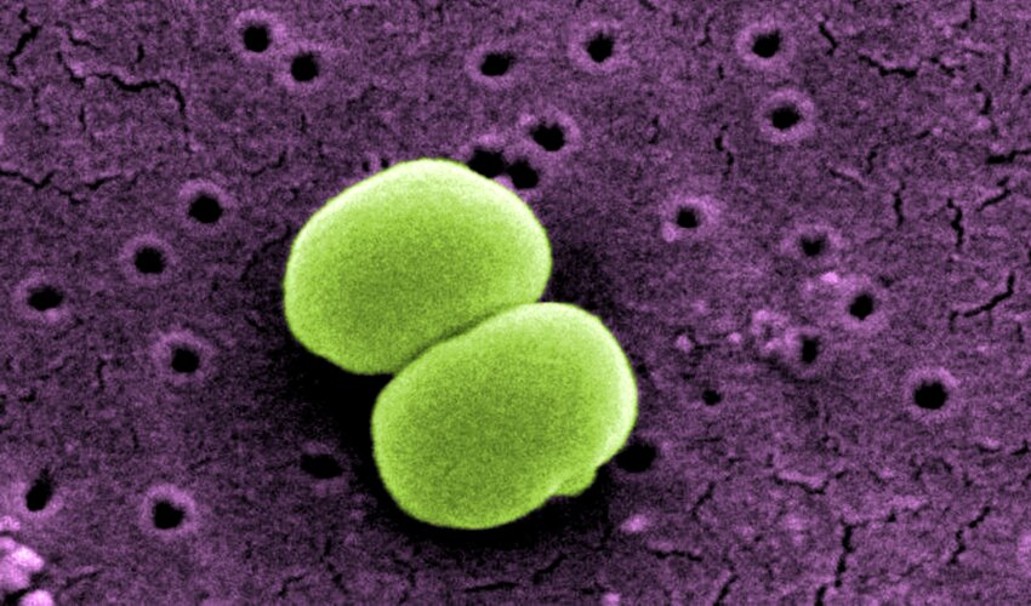 Actividad práctica 10.  Habilidades de microscopía