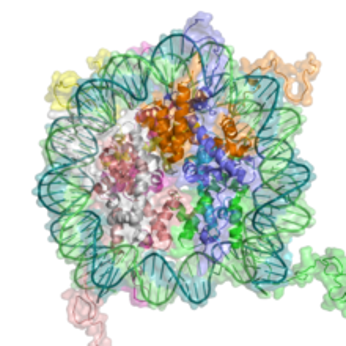 Actividad práctica 2. Visualización molecular de un nucleosoma