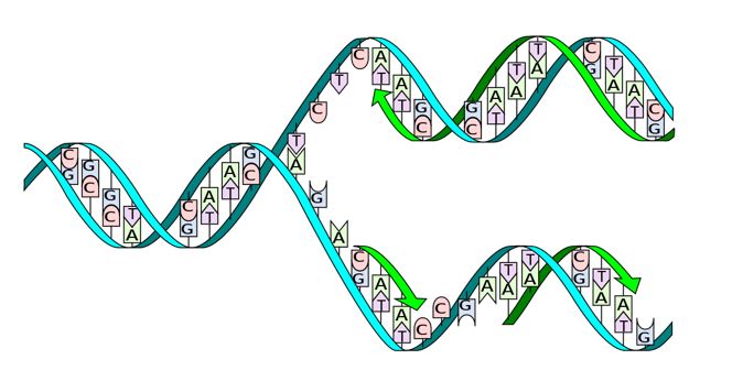 D1.1 Replicación del ADN