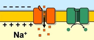 B2.1 Membranas y transporte de membrana
