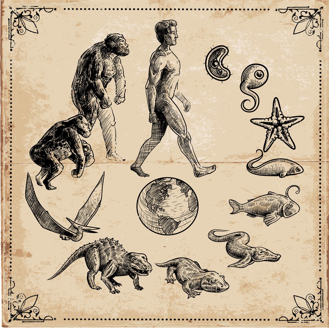 A4.1 Evolución y especiación