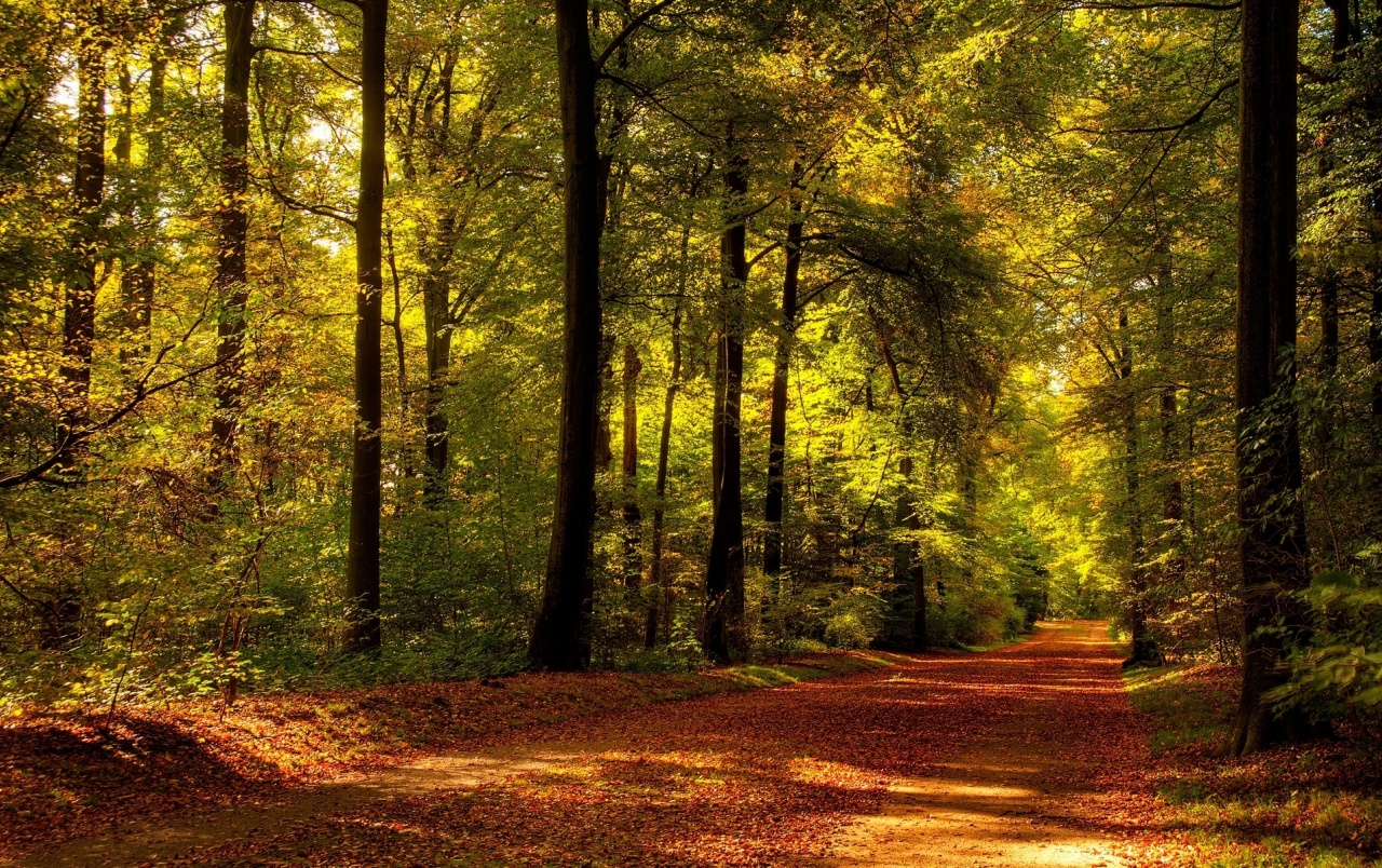 Encuentros de monografía - General